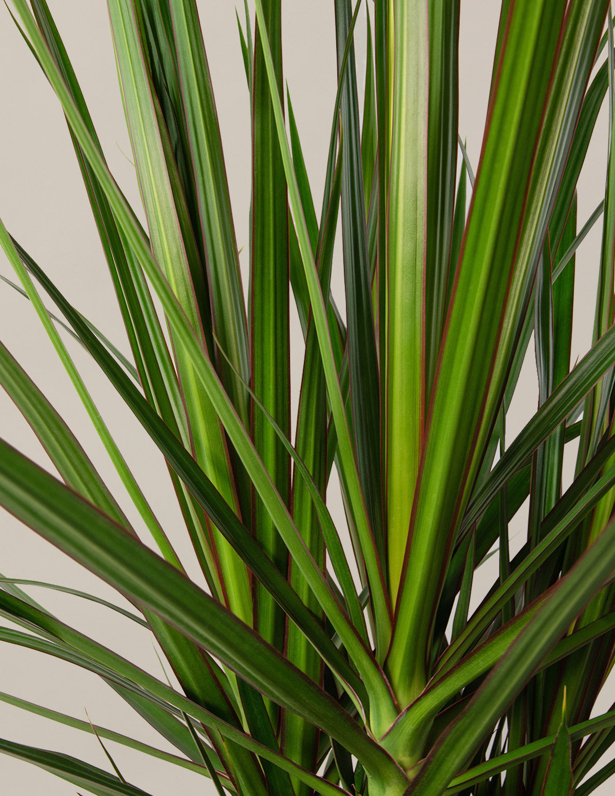 Large Dracaena Marginata