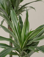 Large Dracaena Warneckii