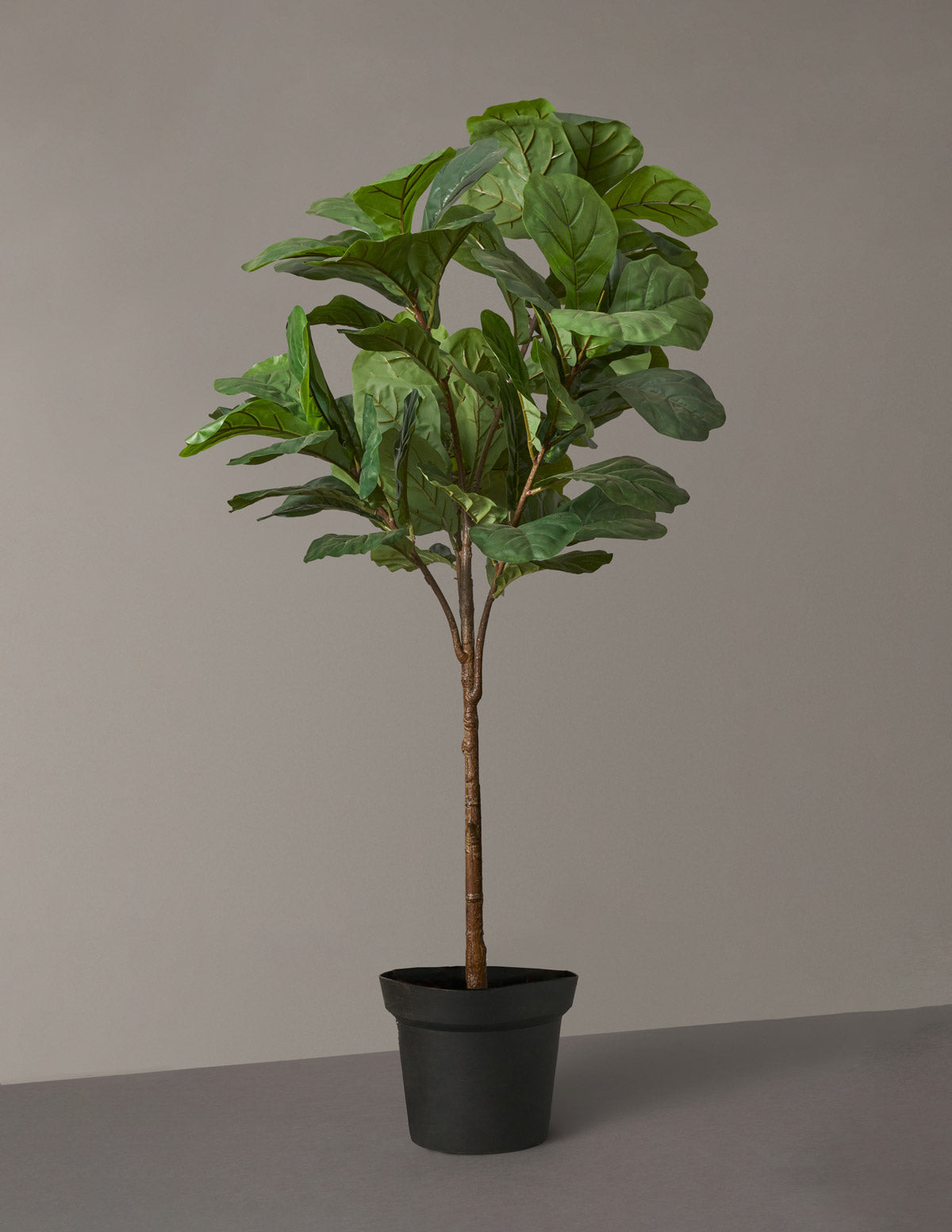 fiddle leaf fig tree