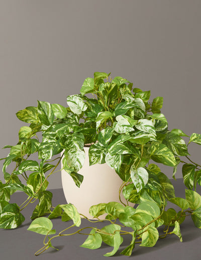 Faux Pothos Plant