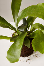 Staghorn Fern