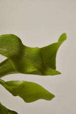 Staghorn Fern