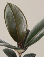 Ficus Burgundy