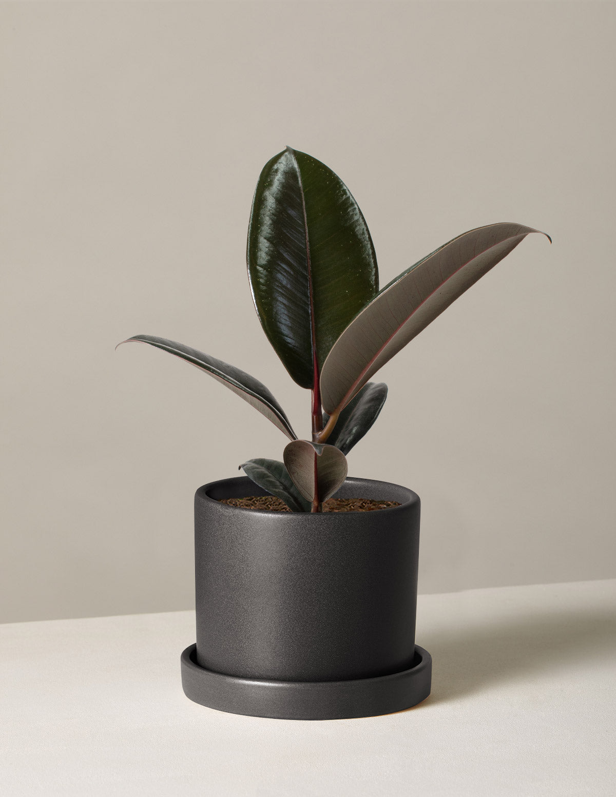 Ficus Burgundy