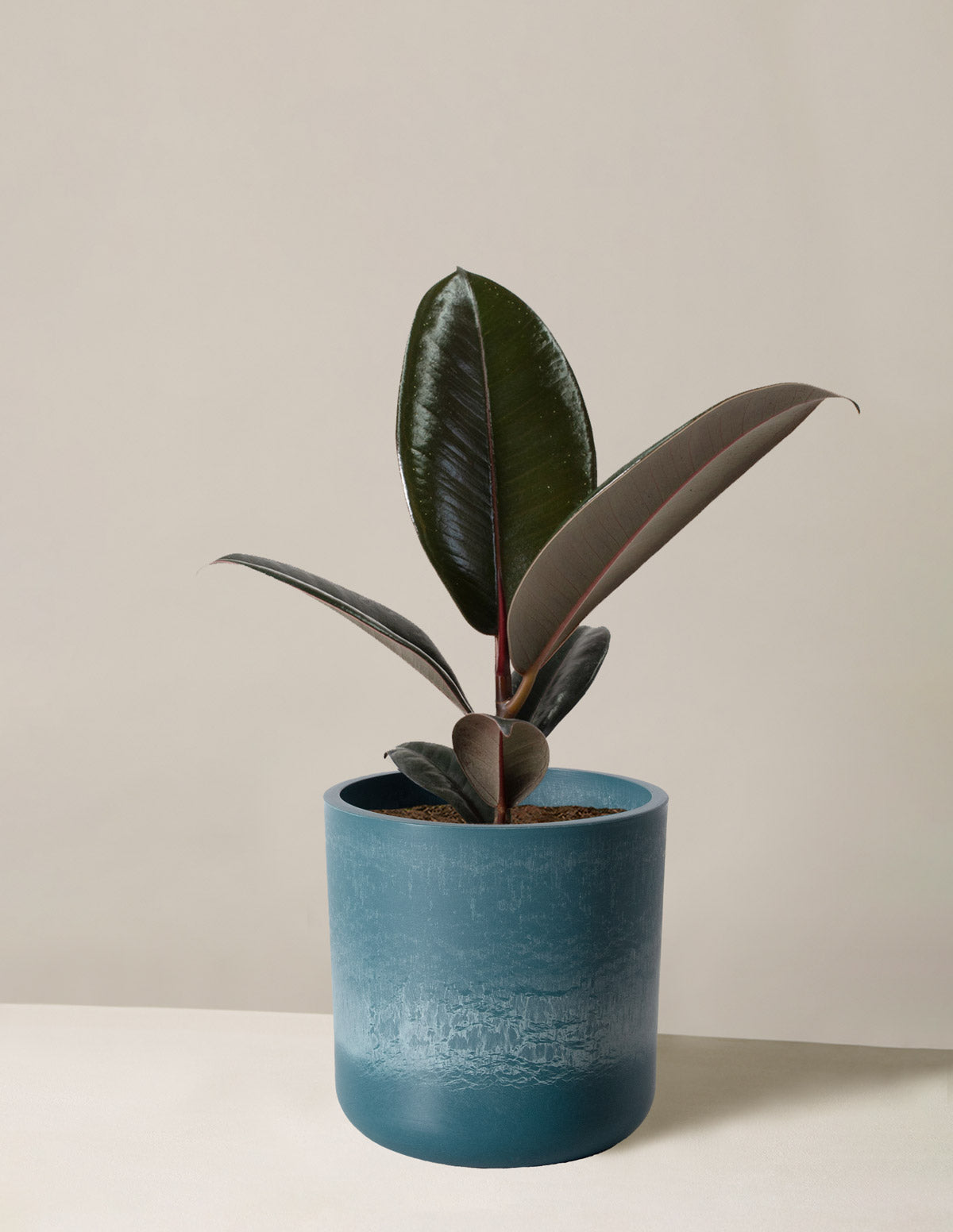 Ficus Burgundy