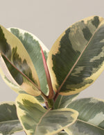 Ficus Tineke