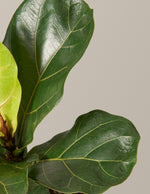 Fiddle Leaf Fig