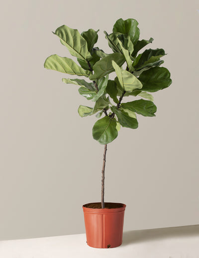 Extra Large Fiddle-Leaf Fig Tree