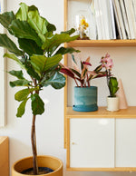 Large Fiddle Leaf Fig Tree