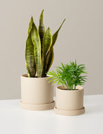 Hardy Houseplants Duo