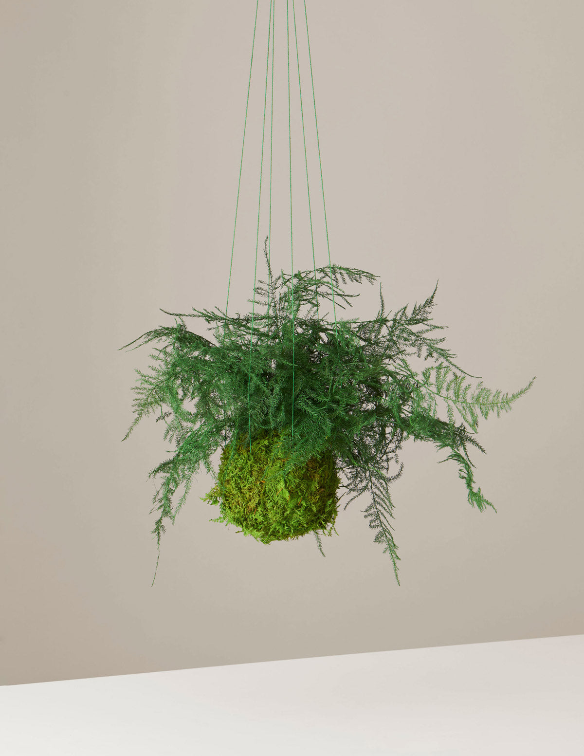 Kokedama Moss Ball Plant, Table Top Style