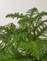 Large Norfolk Island Pine