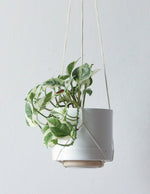 Wall Plant Hanger