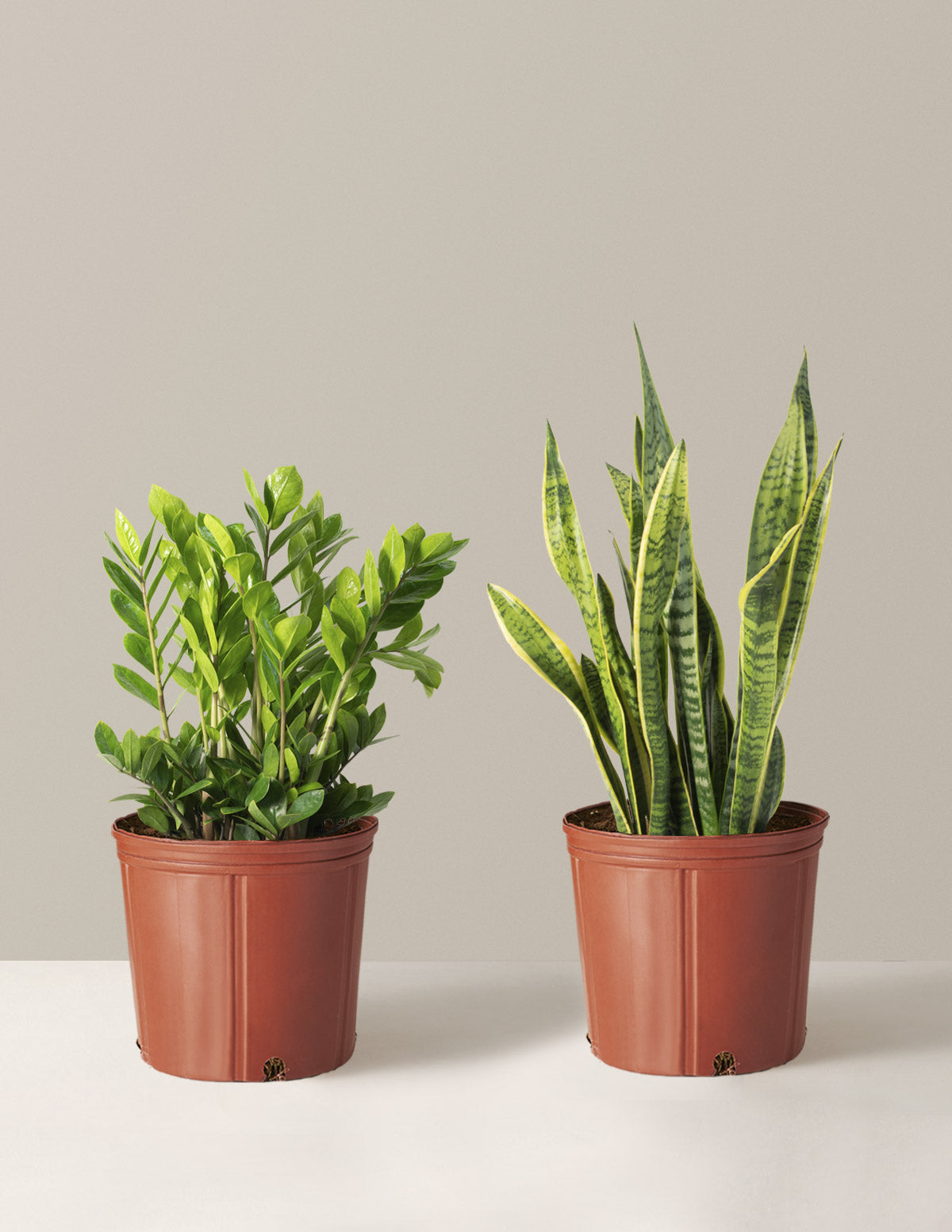 Image of ZZ plant and snake plant