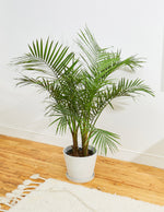 Large Majesty Palm - Large / Pallas with Plant Stand / Green