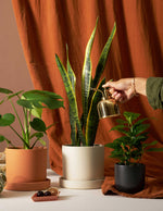 Brass Mister, Plant Accessories for Delivery