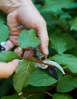 Plant Pruners