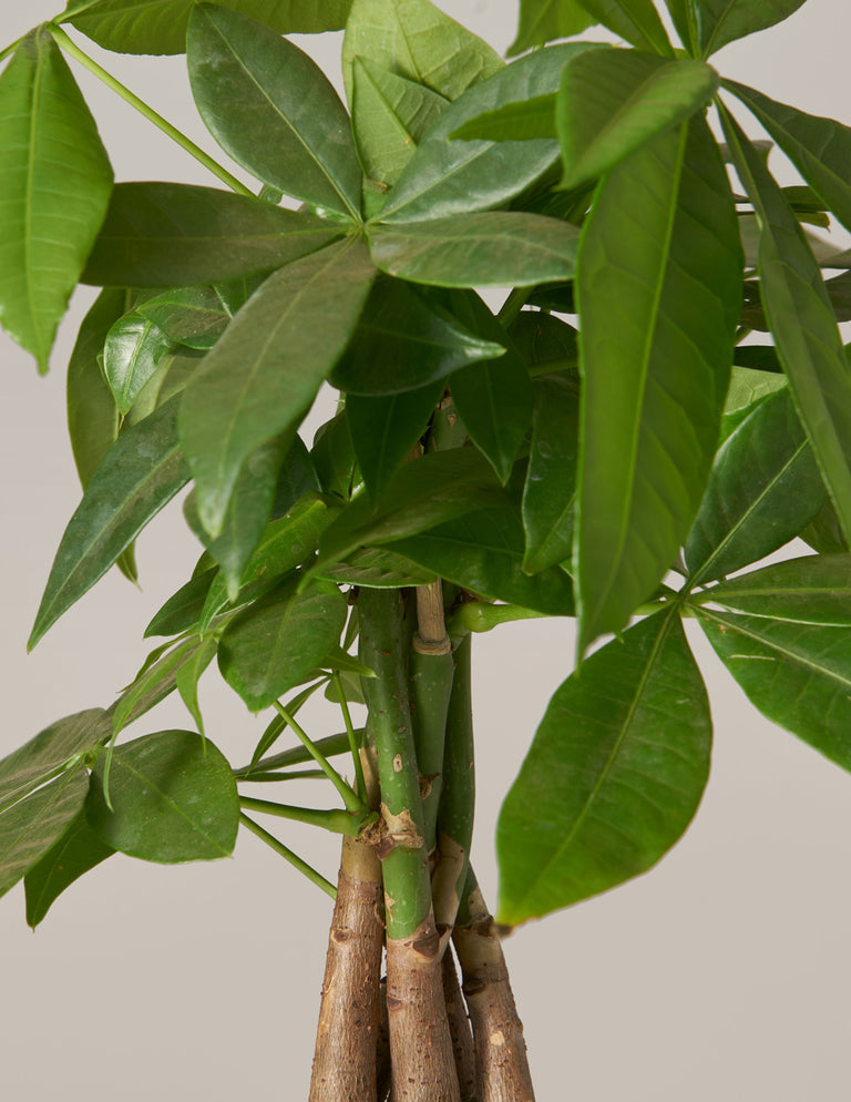 large money tree plant