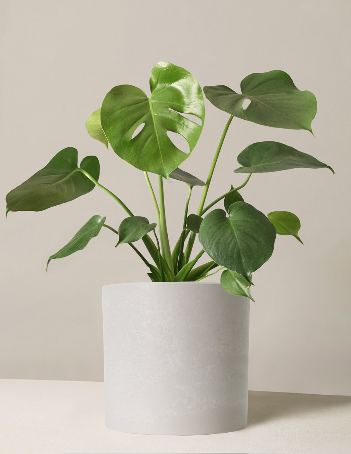 Monstera Deliciosa