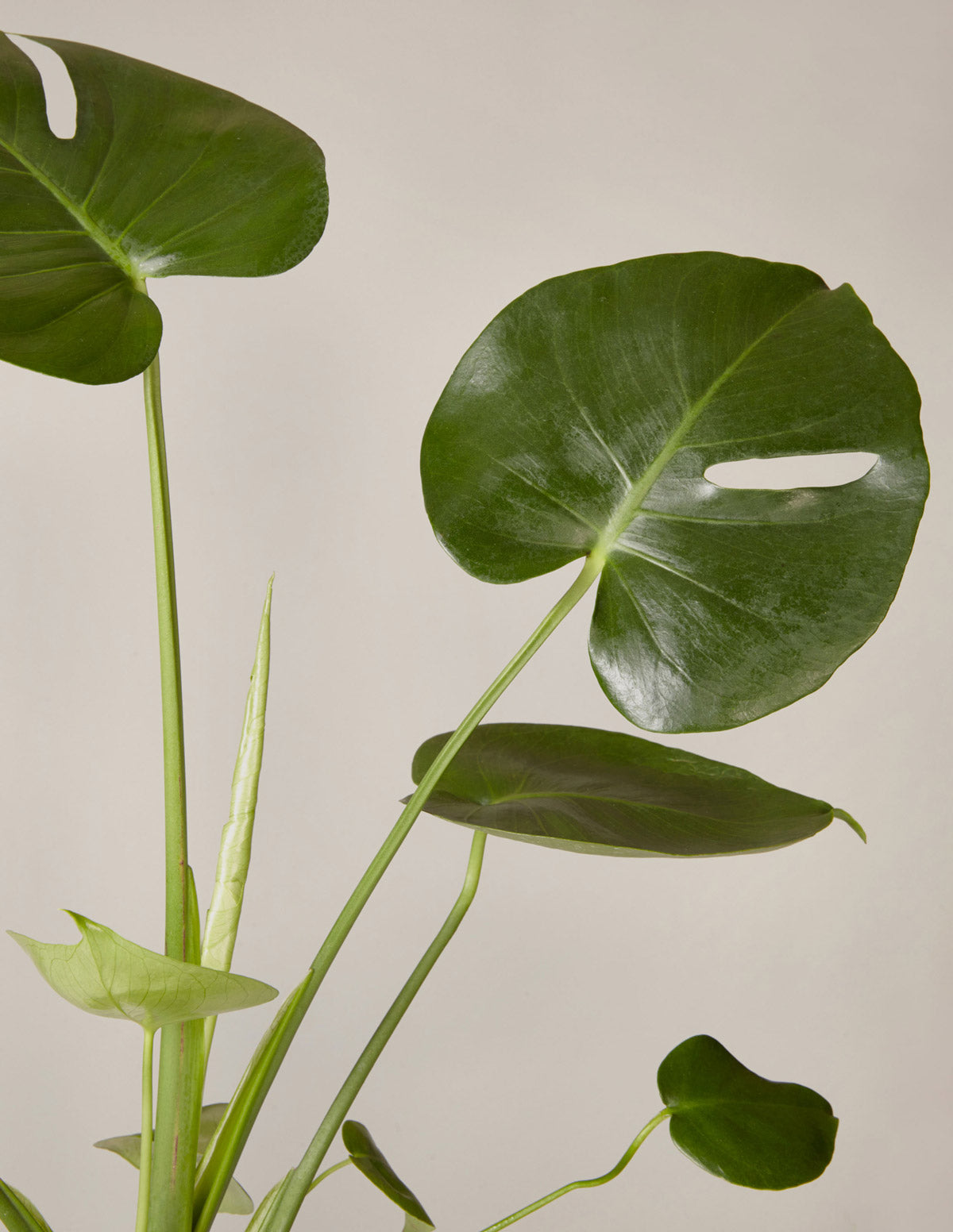 Monstera deliciosa, Swiss Cheese Plant - Plantsmith