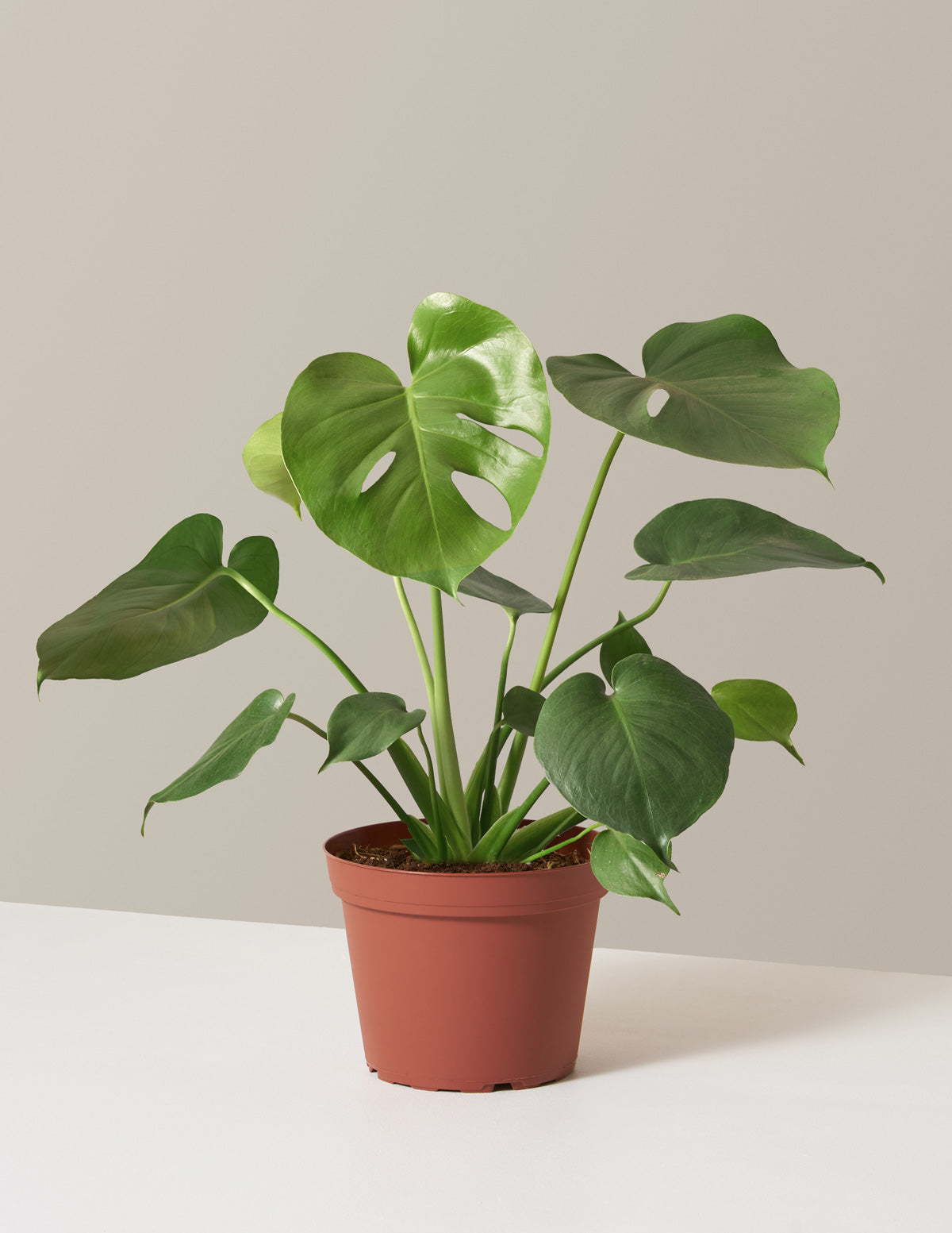 Slank technisch lawaai Monstera Deliciosa | Tropical Indoor Plants & Houseplants | The Sill