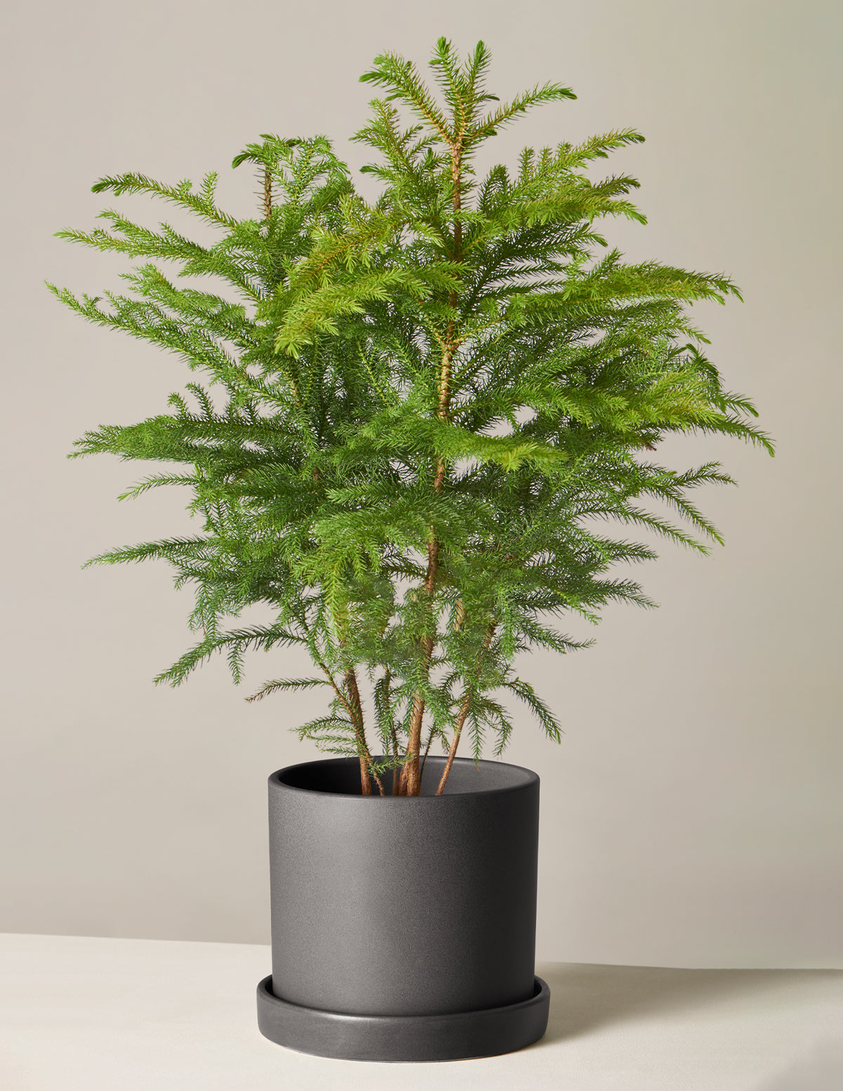 Norfolk Island Pine Tree | Houseplants and Gifts for Delivery | The Sill