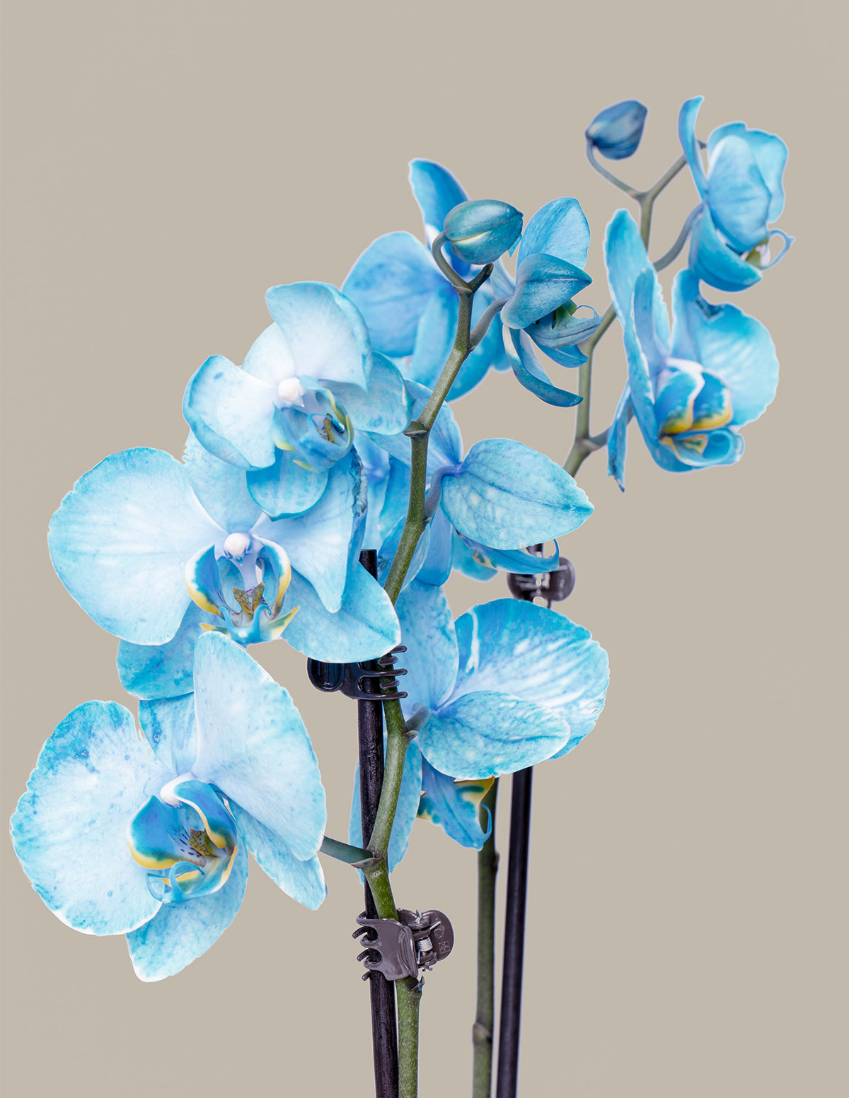 Blue Watercolor Orchid, Unique Orchids for Delivery