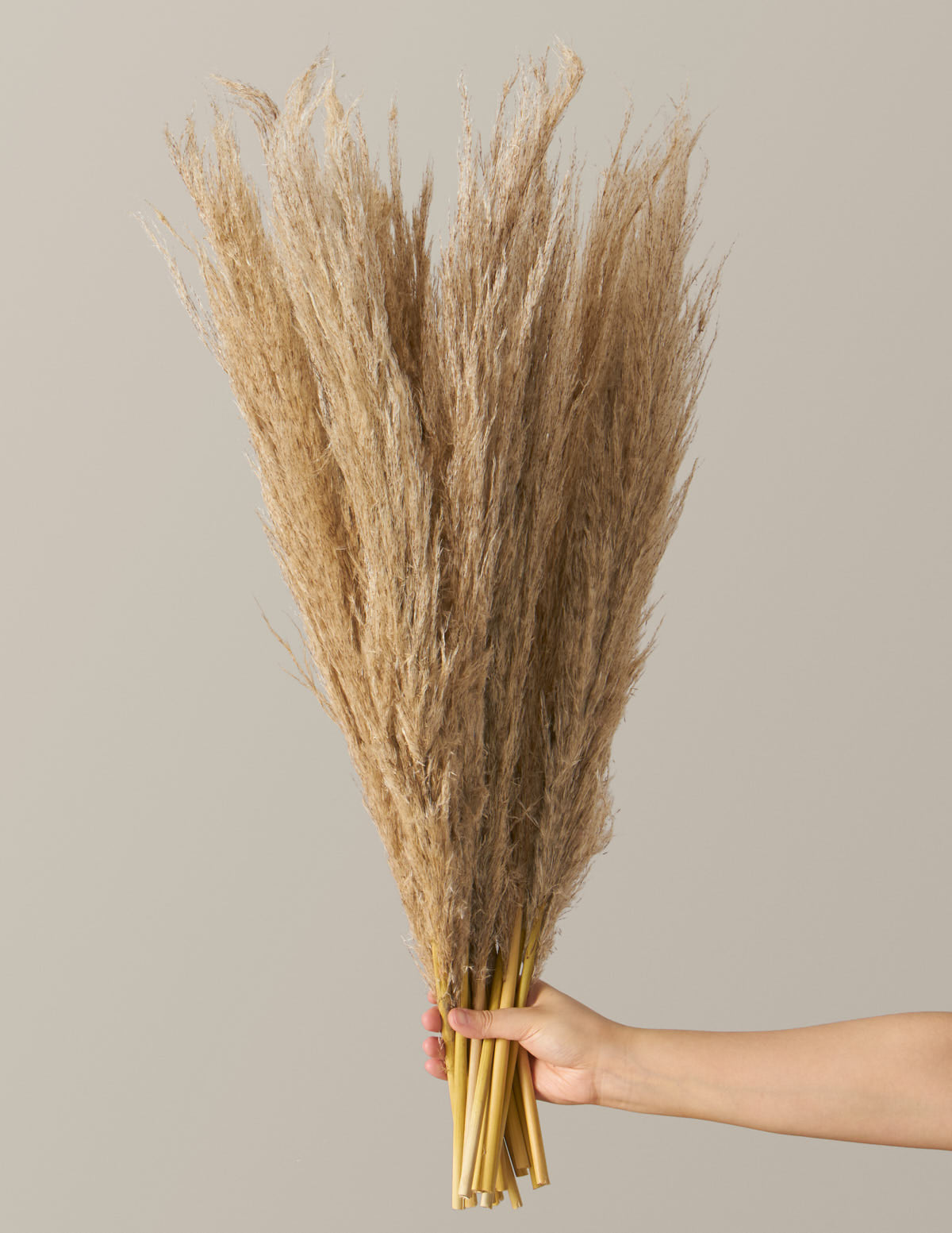 Dried Pampas Stems