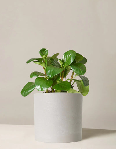 Peperomia Obtusifolia