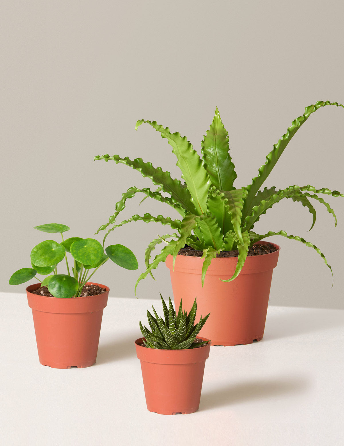 Pet&Friendly Plant Parent Set w/Planters | Hyde - The Sill