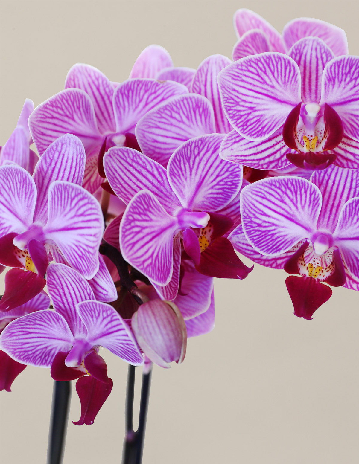 Petite Pink Orchid | Gifts & Plants for Delivery | The Sill