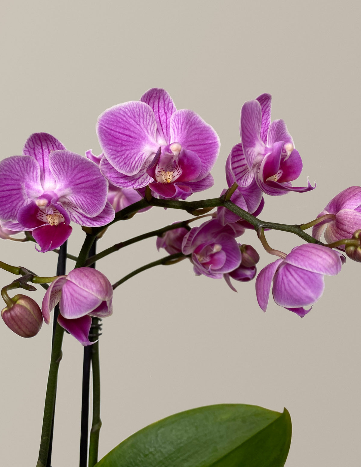 white and pink orchid flowers