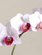 Petite White Orchid