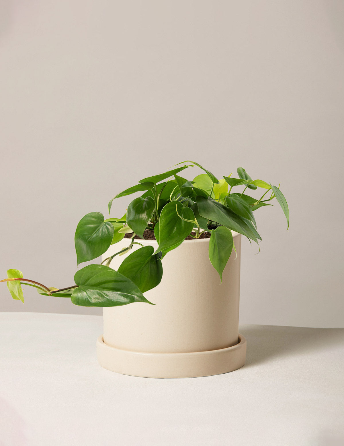 Same Day Delivery Plants: The Ultimate Guide to Instant Greenery