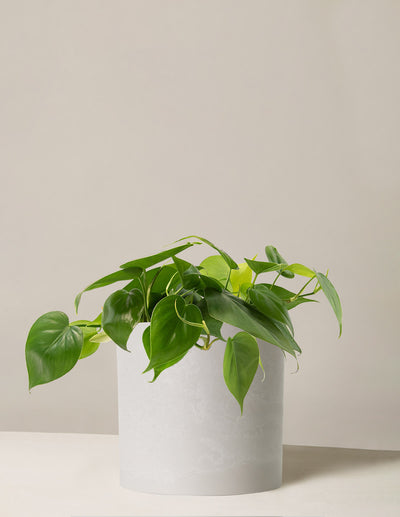 Philodendron Green