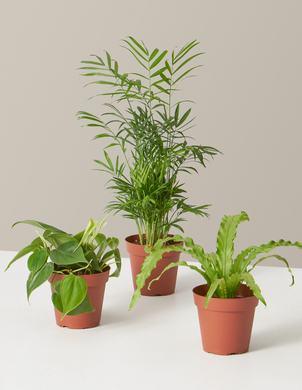 Plant Parent Set