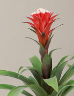 Bromeliad Red Guzmania Hope