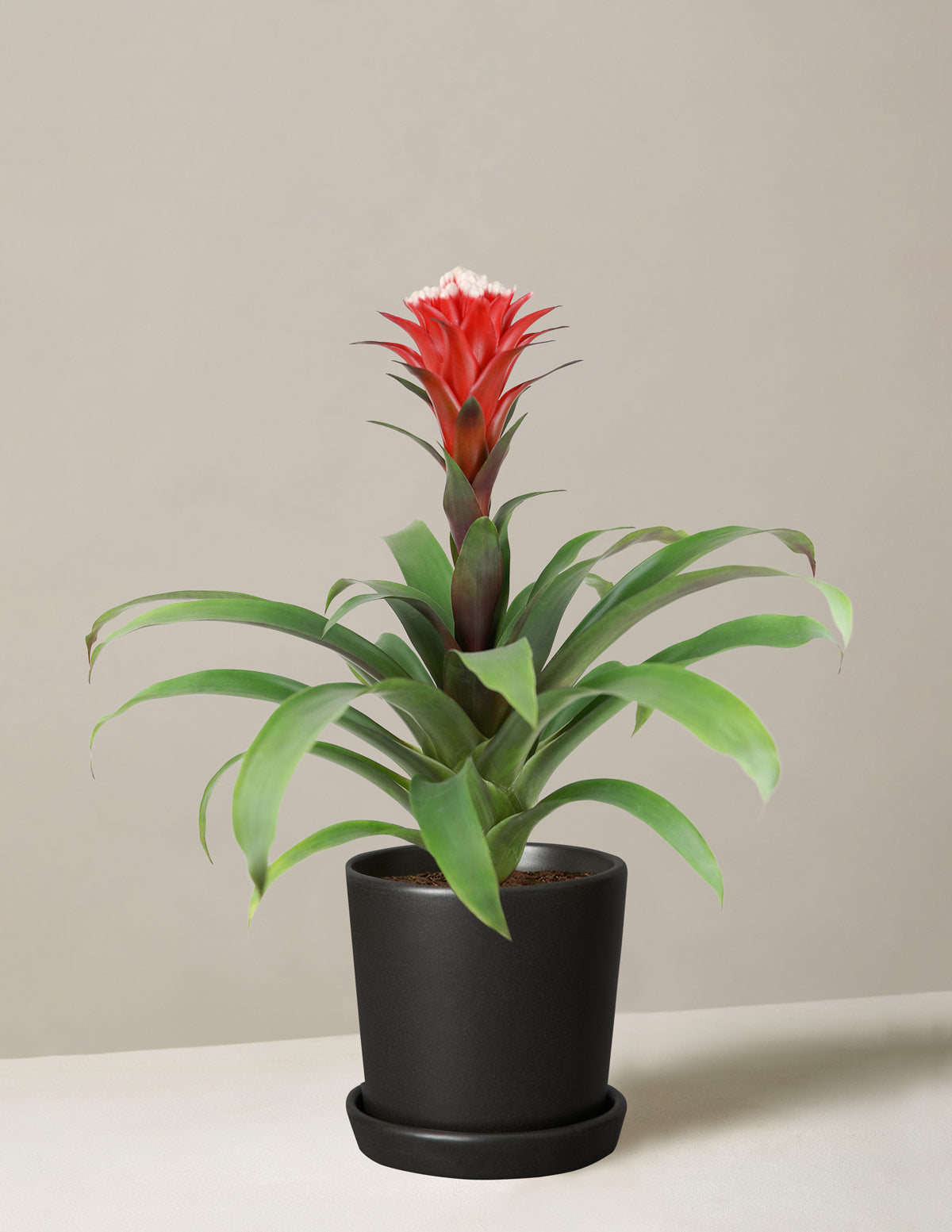 Bromeliad Guzmania Hope Red | Indoor Flowering House Plant Gifts | The Sill