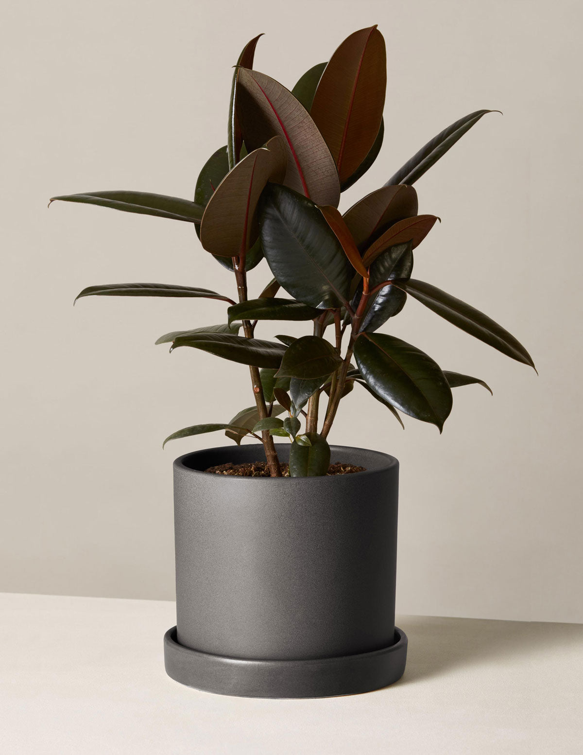 Ficus Burgundy