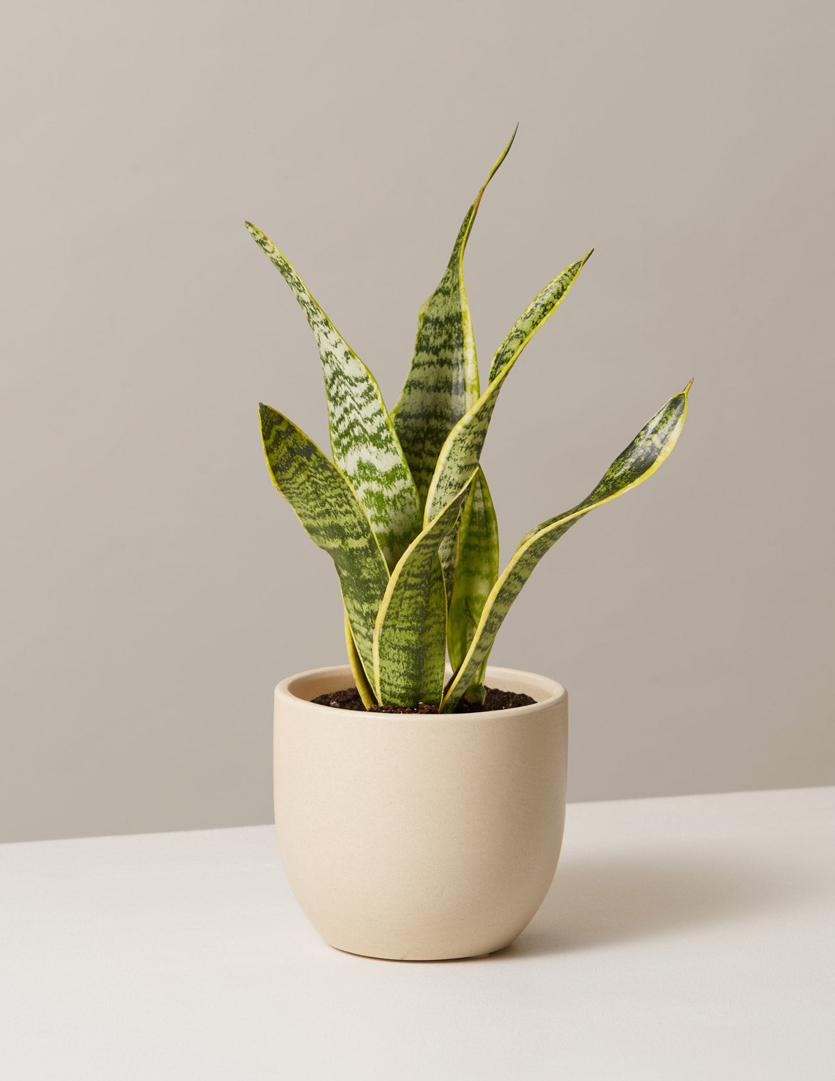 Immoraliteit plug Dinkarville 27 Best Low Light Indoor Plants That Will Thrive at Home