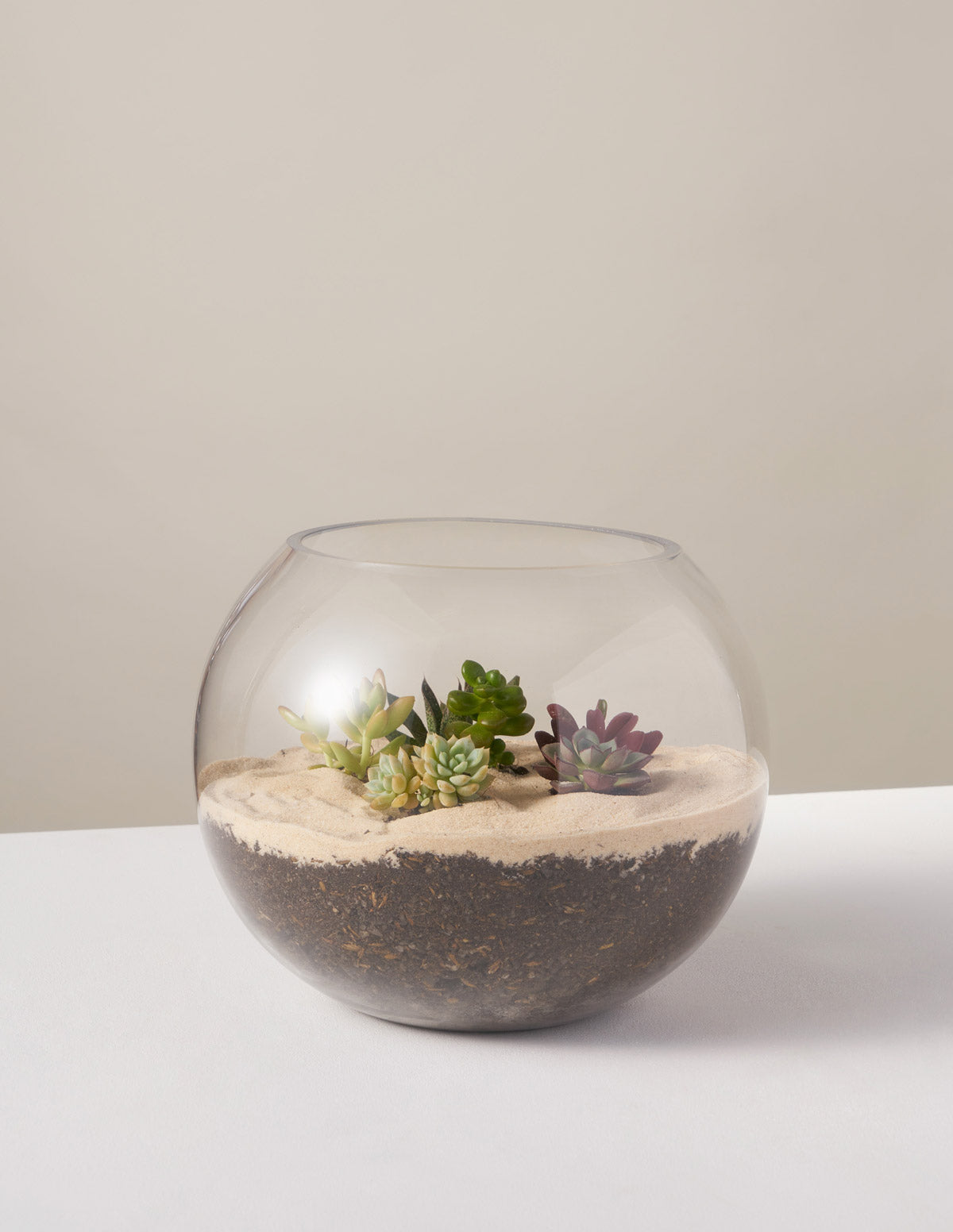 DIY Succulent Terrarium Kit, Succulents & Houseplants for Delivery