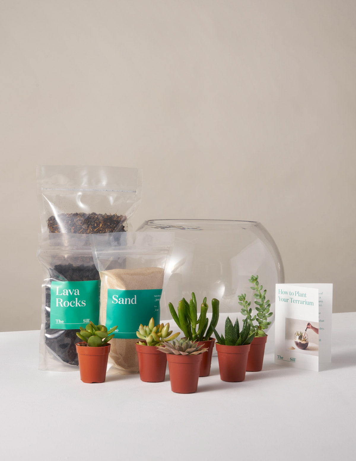 DIY Succulent Terrarium Kit  Succulents & Houseplants for