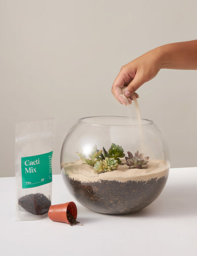 DIY Terrarium Kit