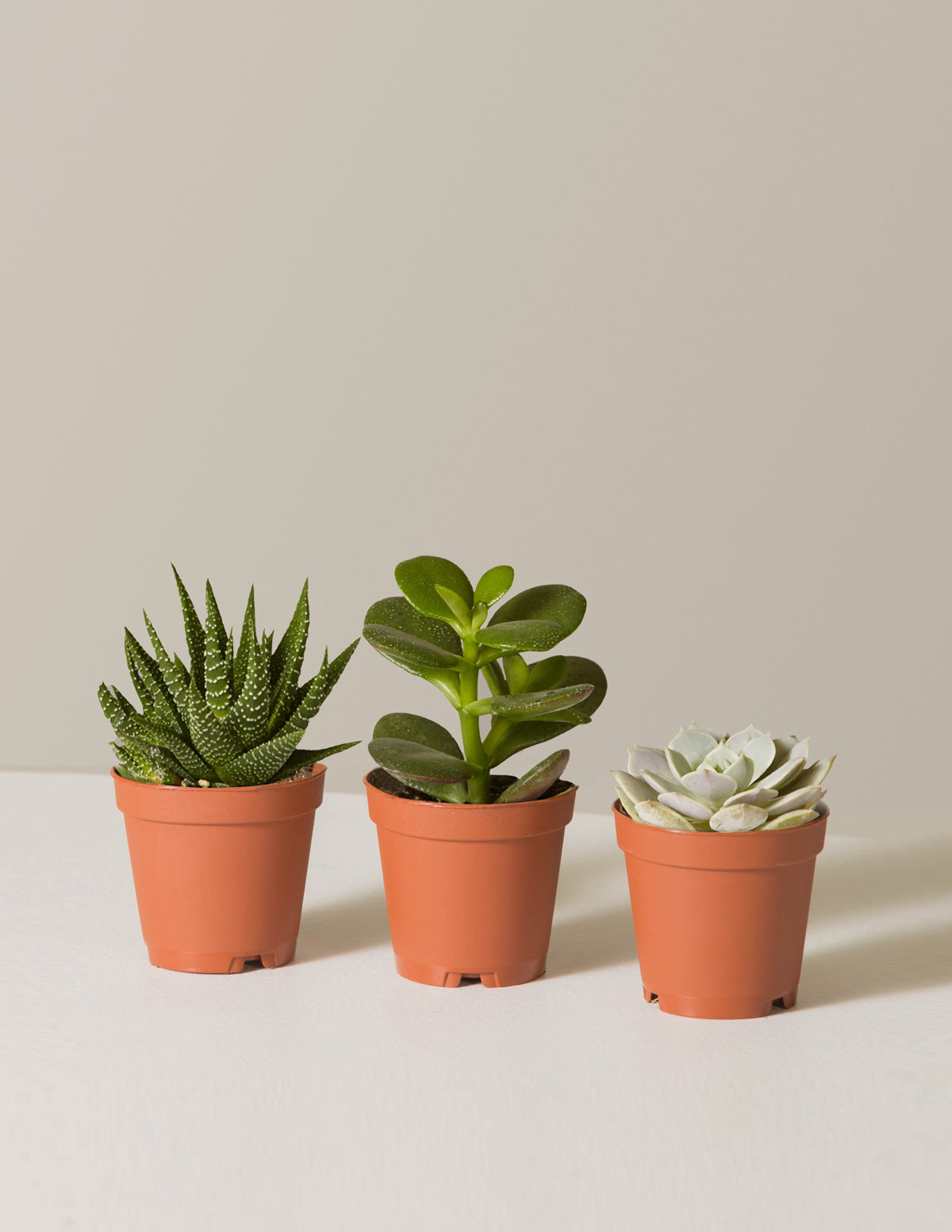 Small & Large Pot, Set Of 2 Flower Pots, Mini Succulent Cactus