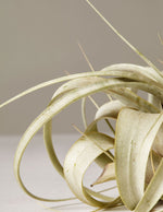 Xerographica Air Plant