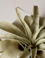 Xerographica Air Plant