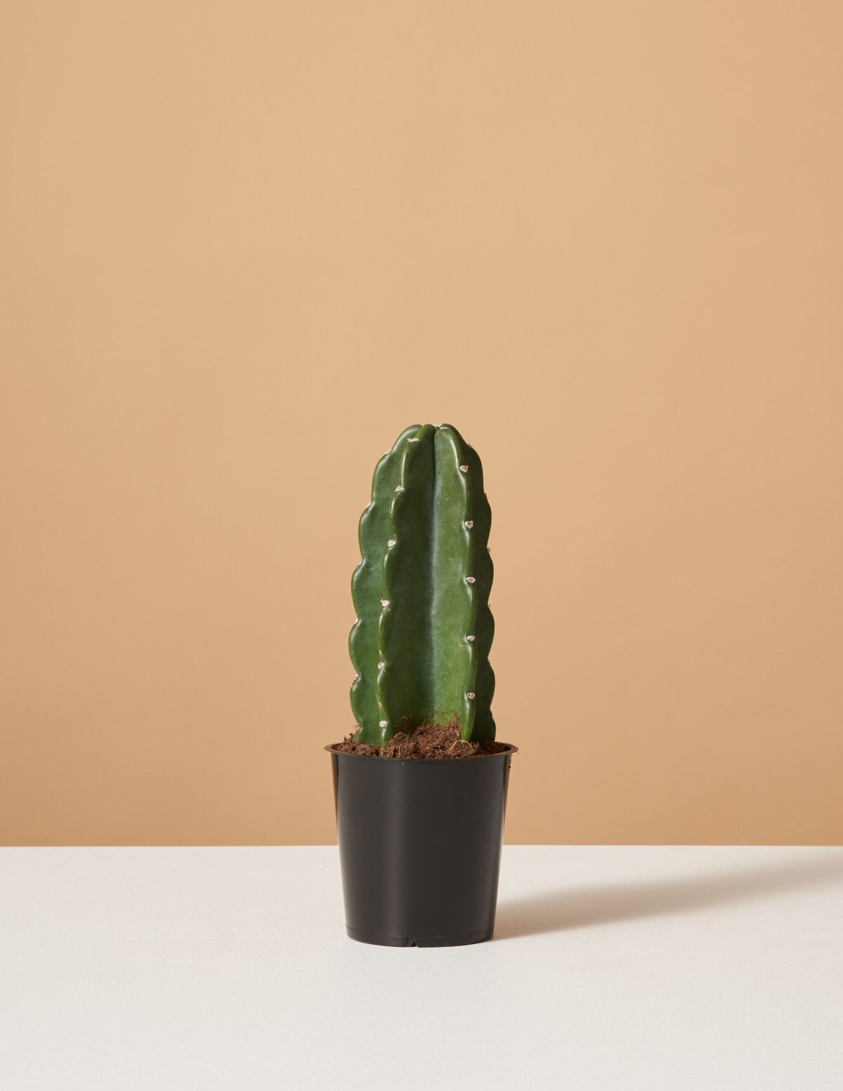 Schijn Beweegt niet Chirurgie Cuddly Cactus (Cereus Cactus) | Houseplants Safe for Pets Delivery | The  Sill