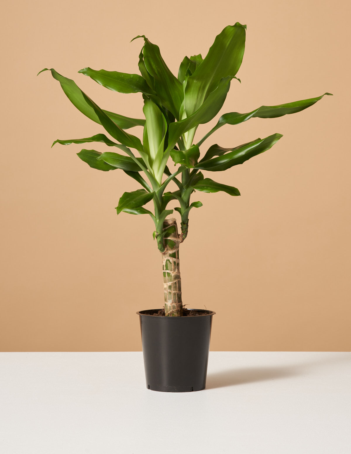 Dracaena Fragrans Green