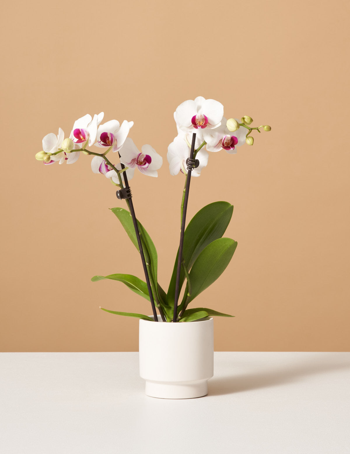 white and pink orchid flowers