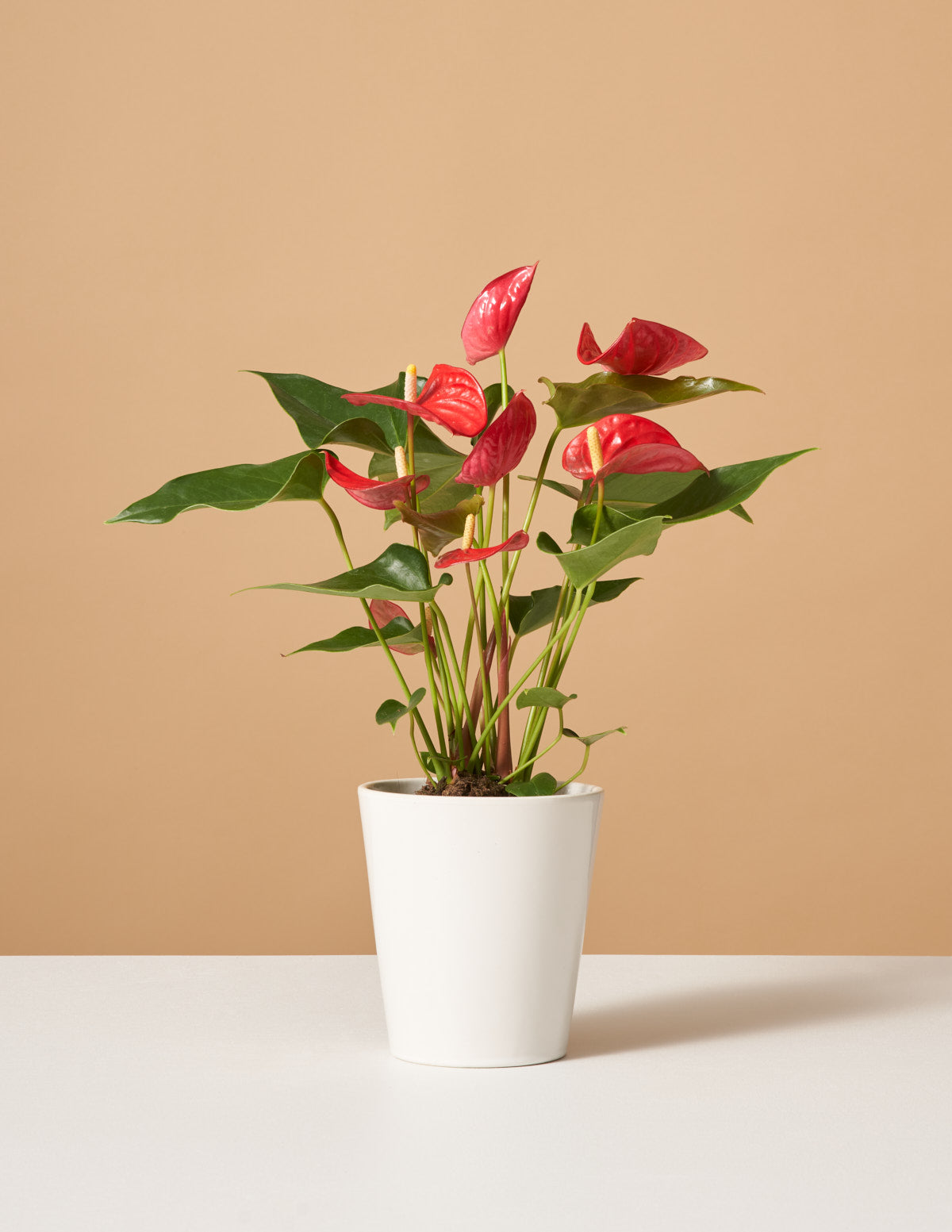 Red Anthurium | Sill